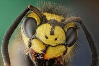Animals Insects Wallpaper Wallpoper