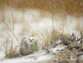 Snowy Owl Wallpaper Wall4ever