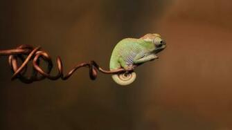 Gecko Wallpaper Rw83t97 4usky