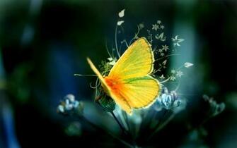 Butterfly On Black Wallpaper Android