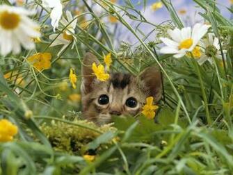Welcome Spring Wallpaper