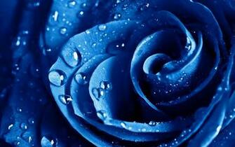Blue Flowers Wallpaper Wide HD