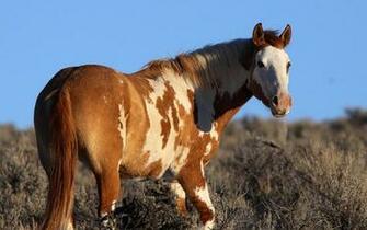 American Paint Horse For Texmex14 Wallpaper