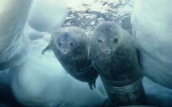 Seal Wallpaper Cute And Giant Seals HD