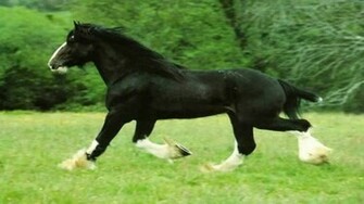Black Horse Wallpaper