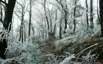 Snowy Forest Wallpaper