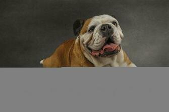 Wallpaper Dog Eyes Friend British Bulldog