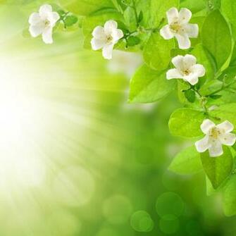 Floral Background Flower Wallpaper Flowers