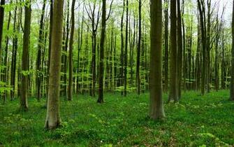 Forest Trees Nature Wallpaper