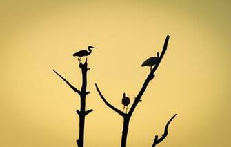 Wallpaper Tree Branch Silhouette Birds Minimalism