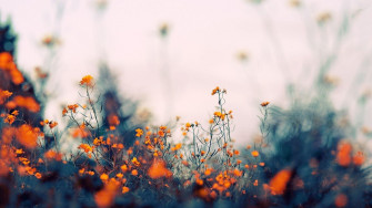 Top Best Aesthetic Flower Wallpaper For Desktop Pc Laptop