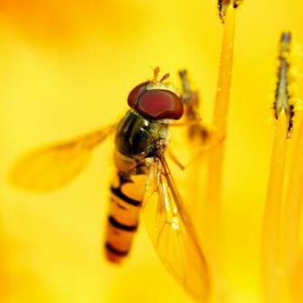 Honey Bee iPad Wallpaper iPhone