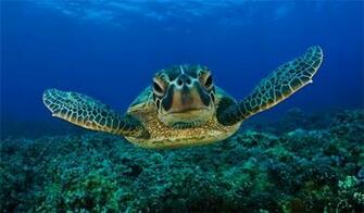 Sea Turtle Wallpaper