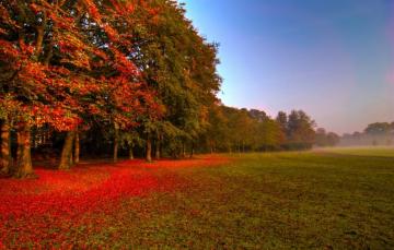 Wallpaper Field Autumn Forest Leaves Trees Nature Fog Track