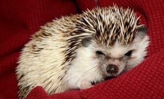 September By Stephen Comments Off On Hedgehog Wallpaper HD
