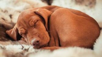 Vizsla Sleeping Dog Wallpaper