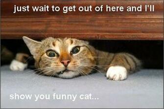 Funny Angry Cats HD Wallpaper