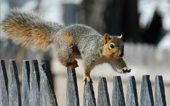 Funny Desktop Wallpaper Widescreen Wide Screen