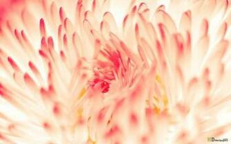 Desktop Wallpaper Spring Daisy Flowers