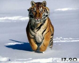Tigers Screensaver This Is One Of The Many That Will Be