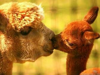 Just Cute Animals Wallpaper HD Desktop Jpg