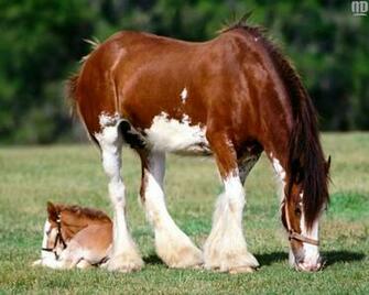 Clydesdale Scotland Horses HD Wallpaper Widescreen