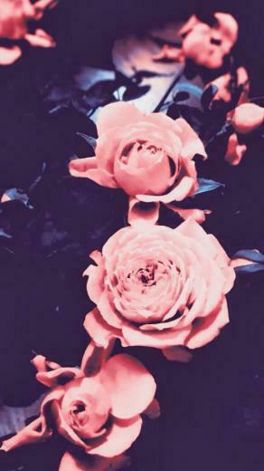 Vintage Rose iPhone Wallpaper Pink Plus And