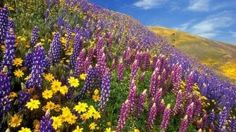 Spring California Wallpaper