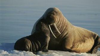 Walrus Wallpaper