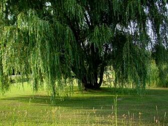 Beautiful Weeping Willow Tree Wallpaper