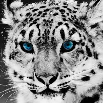 Tiger iPad Wallpaper Background