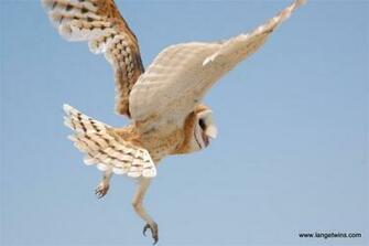 Barn Owl Wallpaper Jpg