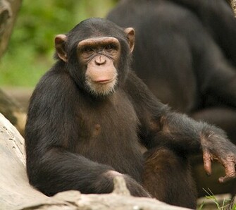 Chimpanzees Wallpaper Jpg