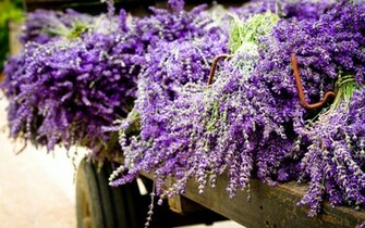 Purple Lavender Flower Wallpaper Pc High Resolution