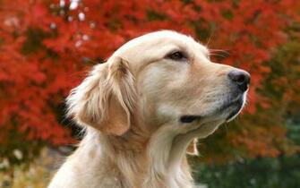All Wallpaper Beautiful Dog HD
