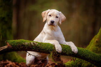 Puppy Baby Animal Dog Labrador Retriever HD Wallpaper