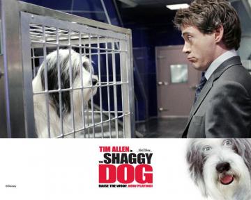 The Shaggy Dog Wallpaper Wallpoper