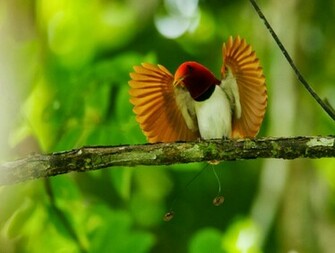 Birds Of Paradise Wallpaper For Desktop Wallpaperyork Brows Your