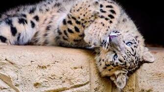 Snow Leopard Wallpaper HD Pictures One