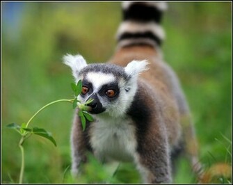Lemur Wallpaper