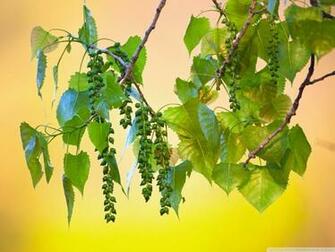 Fruits On Wild Tree HD Desktop Wallpaper By Shallender Prasad Uniyal