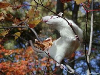Rats Wallpaper Pets Cute And Docile
