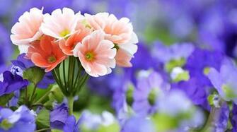 Flower Wallpaper Rose Pictures