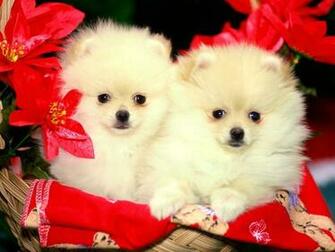 Cute Christmas Desktop Wallpaper Beautiful