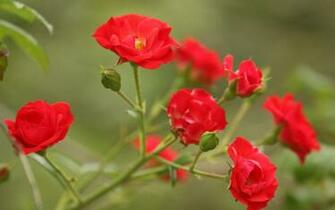 Flower Nature Garden Macro Green Leaf HD UltraHD 4k Wallpaper