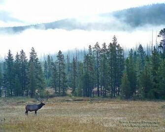 Yellowstone Elk High Resolution HD Wallpaper General