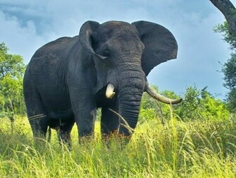 Elephant Wallpaper HD Desktop