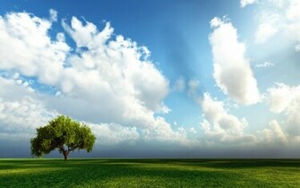 Tree Under Sky Desktop Wallpaper