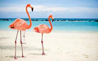 Flamingo Wallpaper Desktop Background Walpaper In
