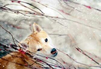 Shiba Inu Fondos De Pantalla Escritorio Id